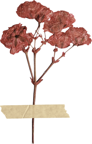 Fleurs séchées rouges avec morceau de scotch
